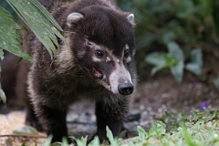 DPPhotography - Costa rica - White-nosed coati - C