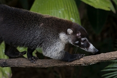 DPPhotography - Costa rica - White-nosed coati - D