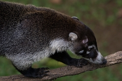 DPPhotography - Costa rica - White-nosed coati - E