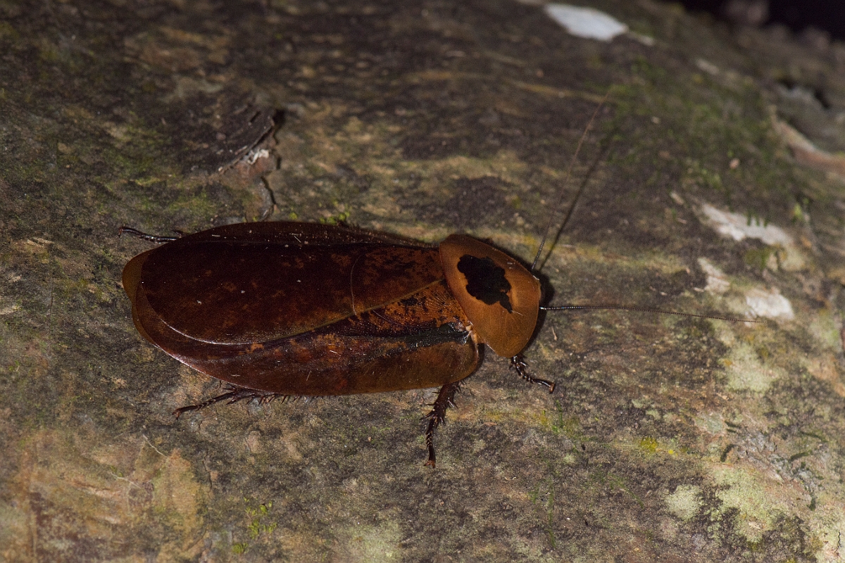 DPPhotography - Costa rica - Archimandrita tessellata - A.jpg - Peppered Cockroach, Archimandrita tessellata - El Remanso, Costa Rica