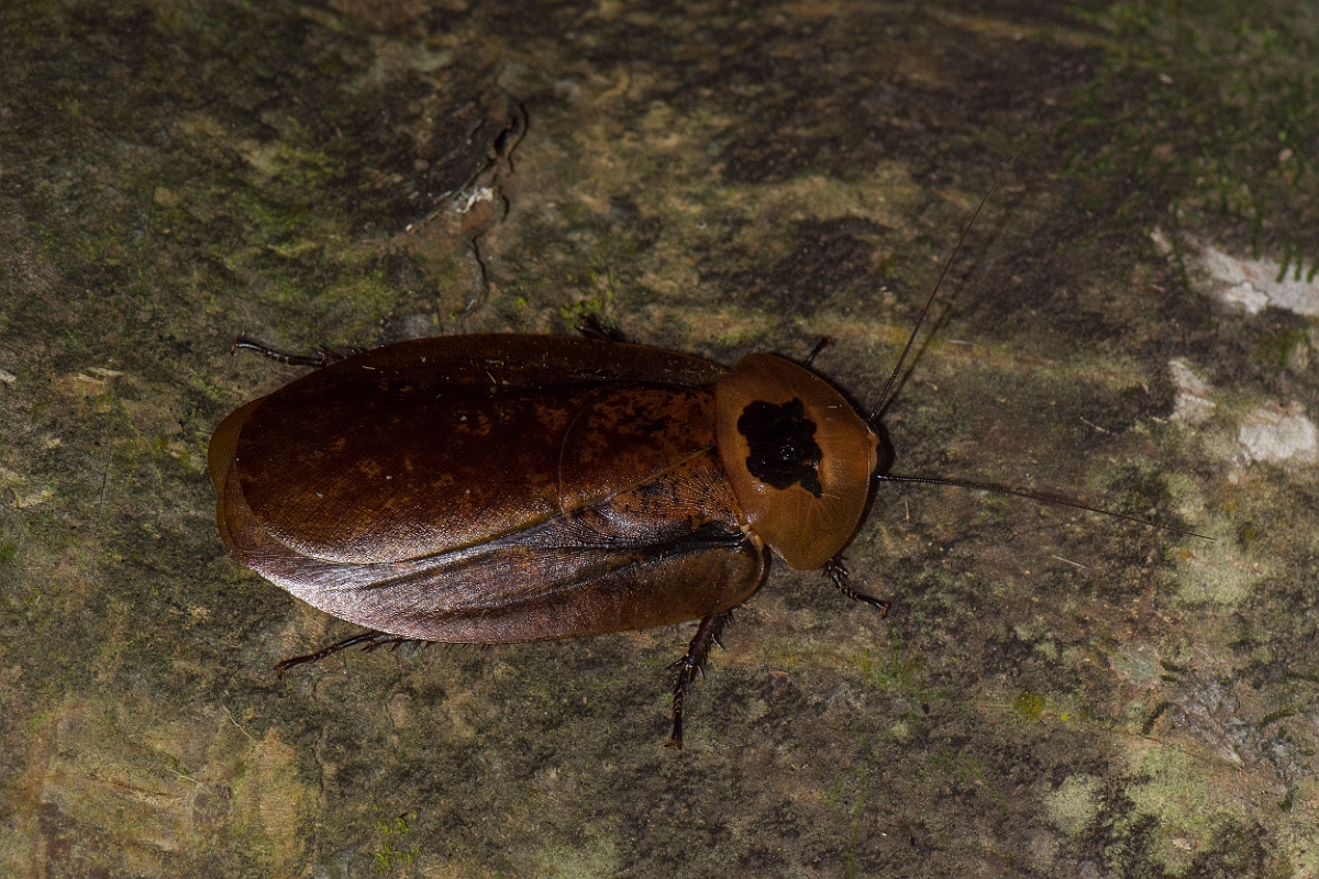 DPPhotography - Costa rica - Archimandrita tessellata - B.jpg - Peppered Cockroach, Archimandrita tessellata - El Remanso, Costa Rica