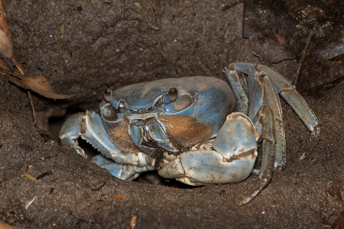 DPPhotography - Costa rica - Cardisoma guanhumi - A.jpg - Blue land crab, Cardisoma guanhumi - Tortuguero, Costa Rica