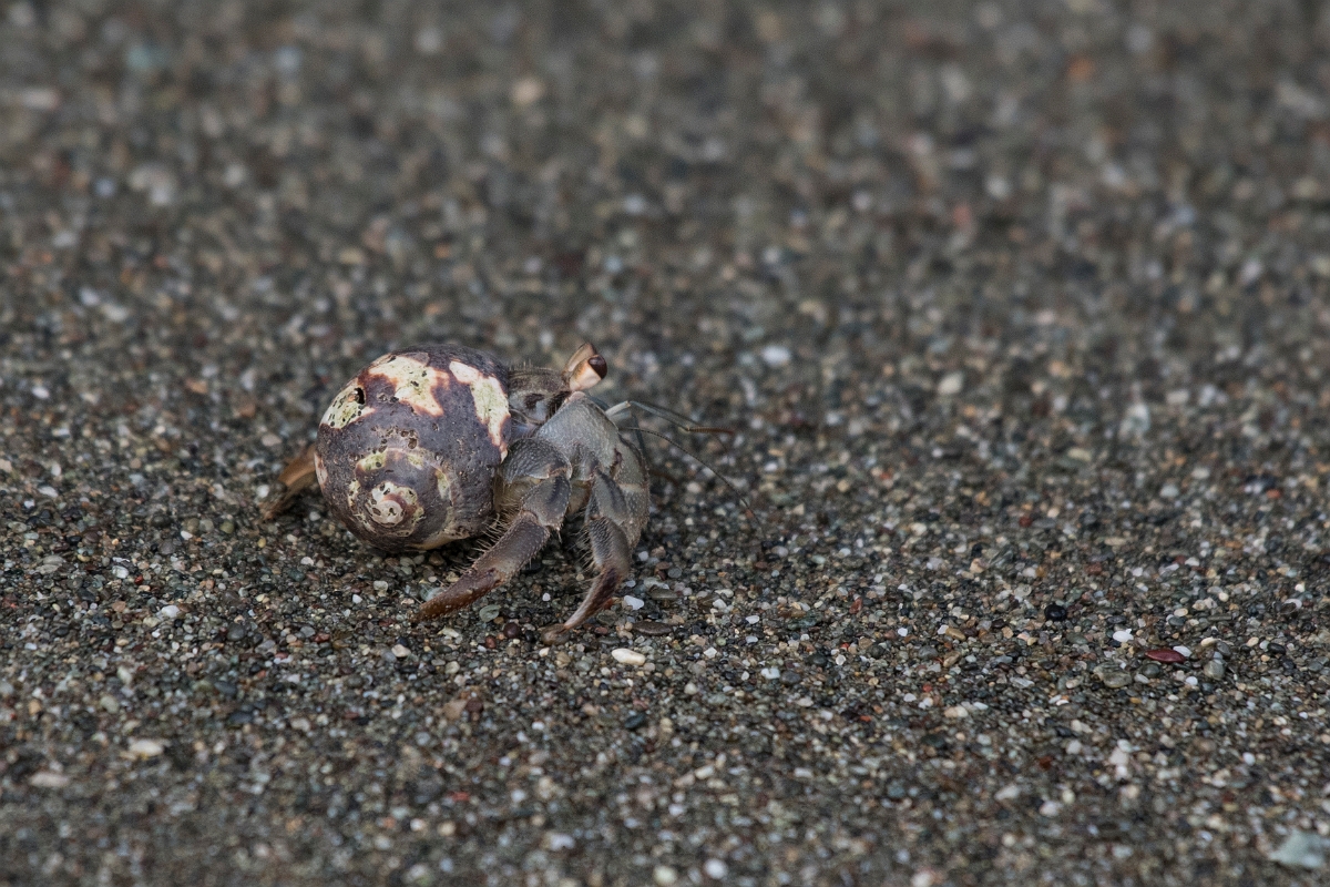 DPPhotography - Costa rica - Coenobita compressus - A.jpg - Pacific hermit crab,  Coenobita compressus - El Remanso, Costa Rica