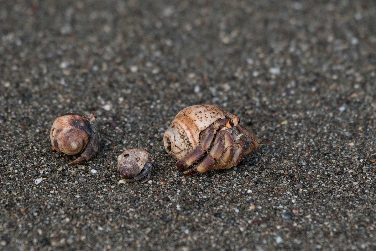 DPPhotography - Costa rica - Coenobita compressus - B.jpg - Pacific hermit crab,  Coenobita compressus - El Remanso, Costa Rica