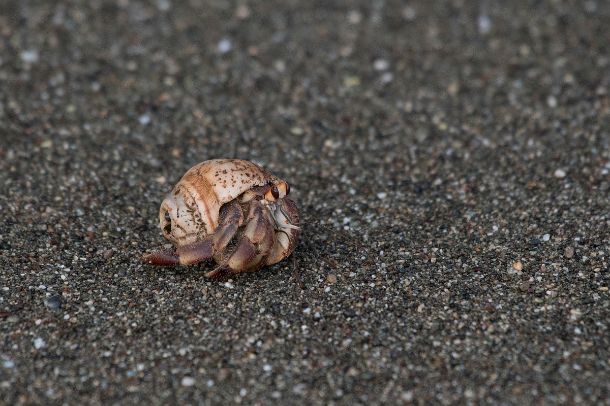 DPPhotography - Costa rica - Coenobita compressus - C.jpg - Pacific hermit crab,  Coenobita compressus - El Remanso, Costa Rica