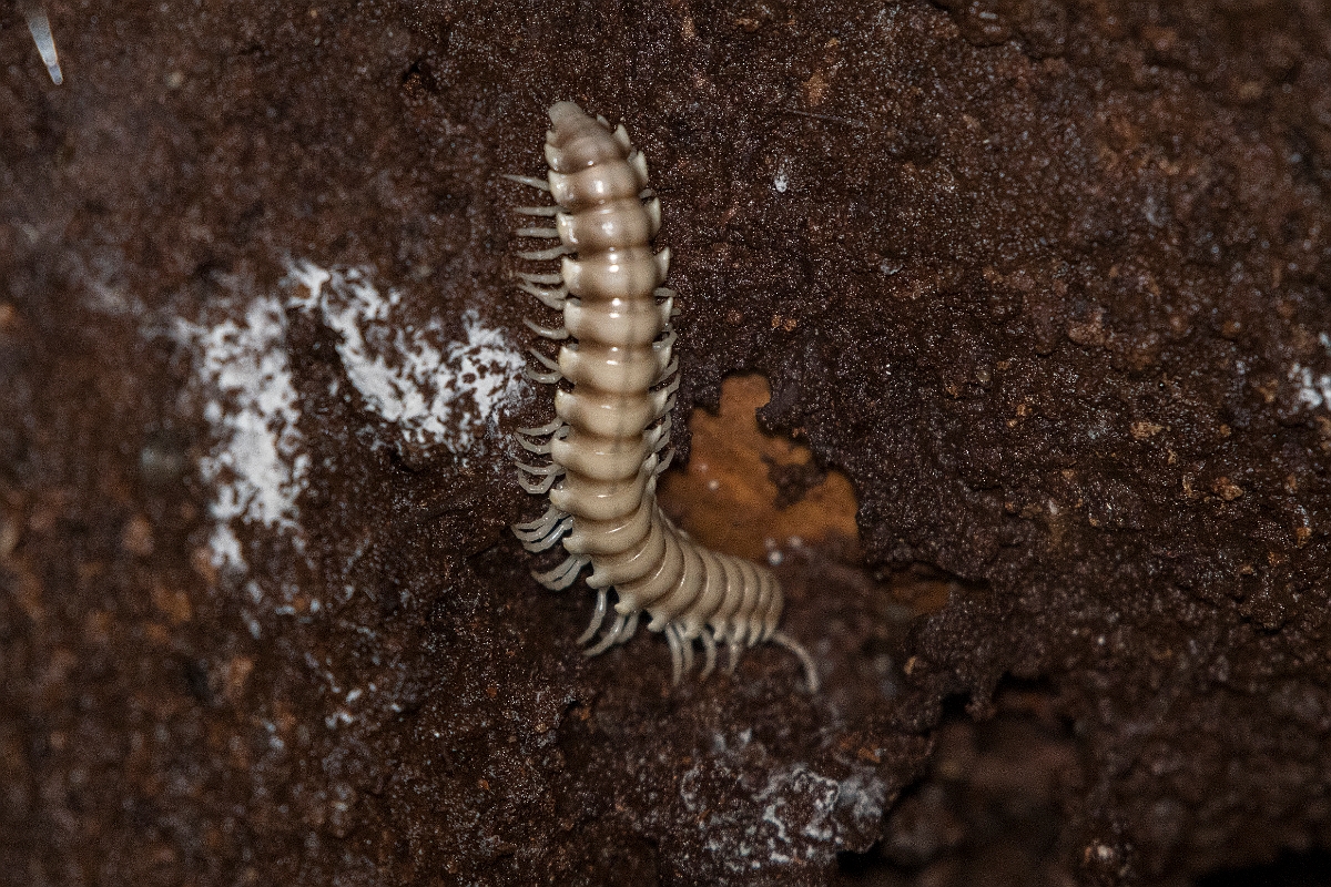 DPPhotography - Costa rica - Nyssodesmus python - A.jpg - Large forest-floor millipede, Nyssodesmus python - Rancho Naturalista, Costa Rica