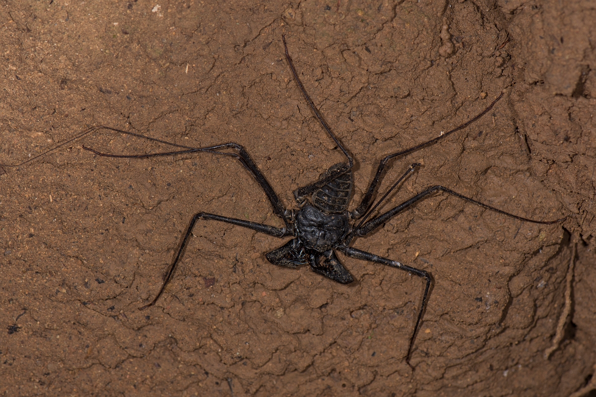 DPPhotography - Costa rica - Phrynus pseudoparvulus - A.jpg - Tailless whip scorpian, Phrynus pseudoparvulus - El Remanso, Costa Rica