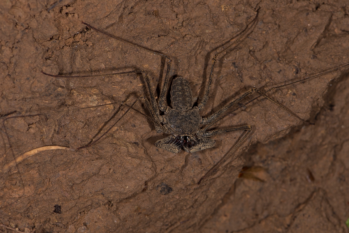 DPPhotography - Costa rica - Phrynus pseudoparvulus - B.jpg - Tailless whip scorpian, Phrynus pseudoparvulus - El Remanso, Costa Rica