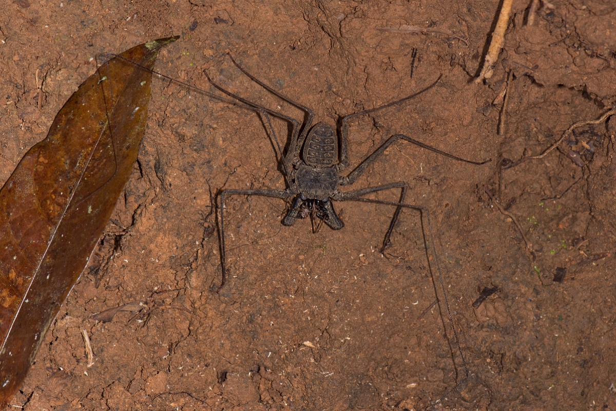 DPPhotography - Costa rica - Phrynus pseudoparvulus - C.jpg - Tailless whip scorpian, Phrynus pseudoparvulus - El Remanso, Costa Rica