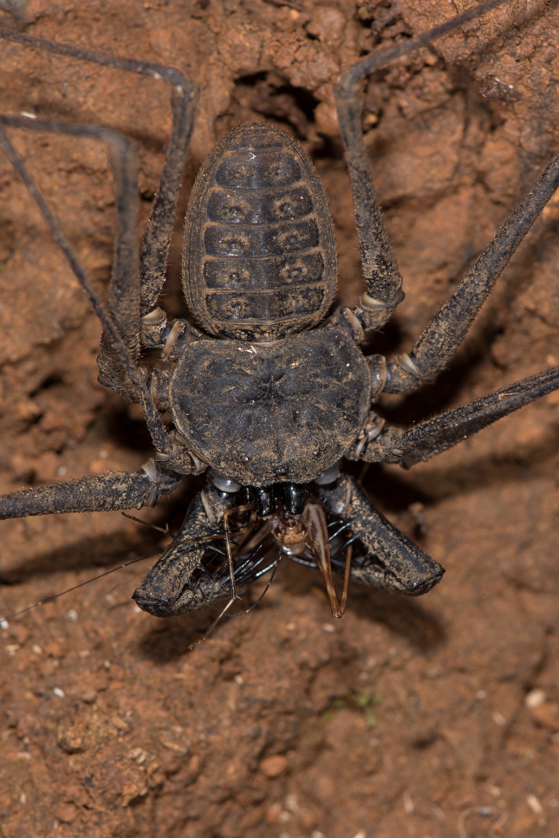 DPPhotography - Costa rica - Phrynus pseudoparvulus - D.jpg - Tailless whip scorpian, Phrynus pseudoparvulus - El Remanso, Costa Rica