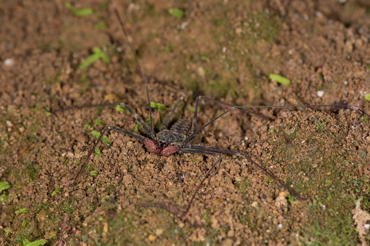 DPPhotography - Costa rica - Phrynus pseudoparvulus - E.jpg - Tailless whip scorpian, Phrynus pseudoparvulus - Rancho Naturalista, Costa Rica