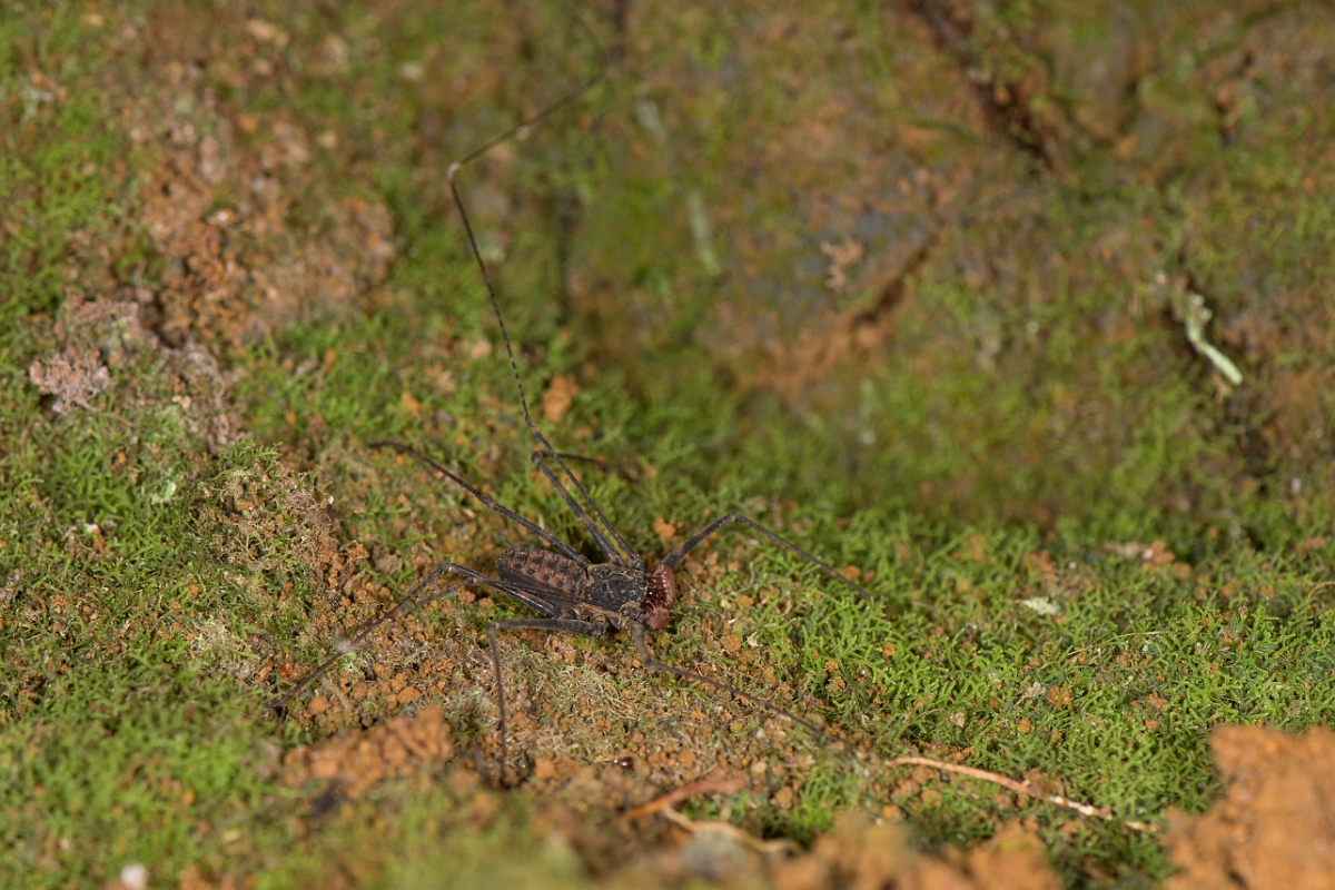 DPPhotography - Costa rica - Phrynus pseudoparvulus - F.jpg - Tailless whip scorpian, Phrynus pseudoparvulus - Rancho Naturalista, Costa Rica