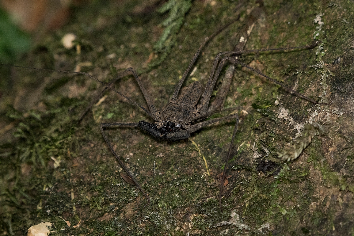 DPPhotography - Costa rica - Phrynus pseudoparvulus - G.jpg - Tailless whip scorpian, Phrynus pseudoparvulus - Rancho Naturalista, Costa Rica