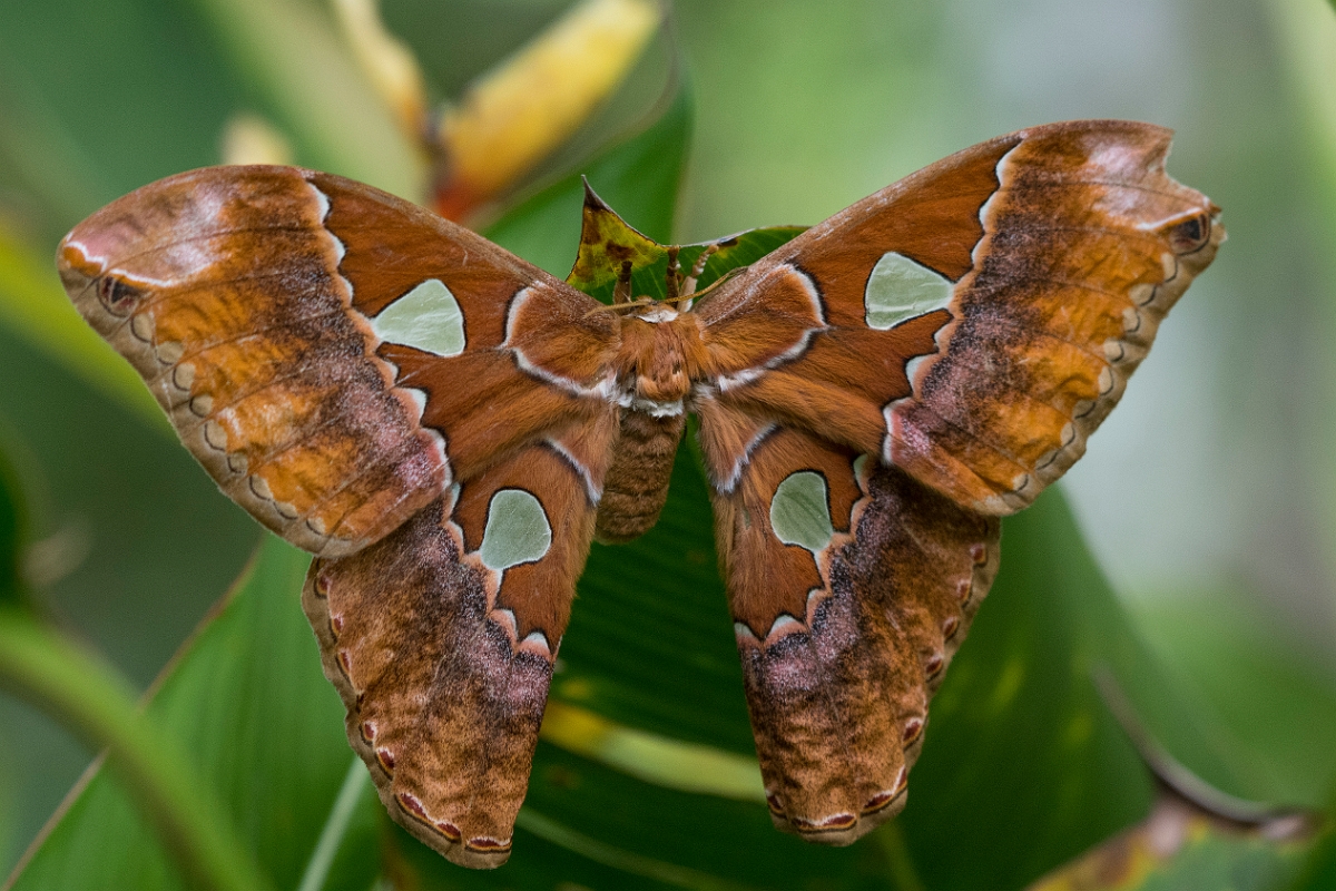 DPPhotography - Costa rica - Rothschildia triloba - A.jpg - Giant silkmoth, Rothschildia triloba - El Remanso, Costa Rica