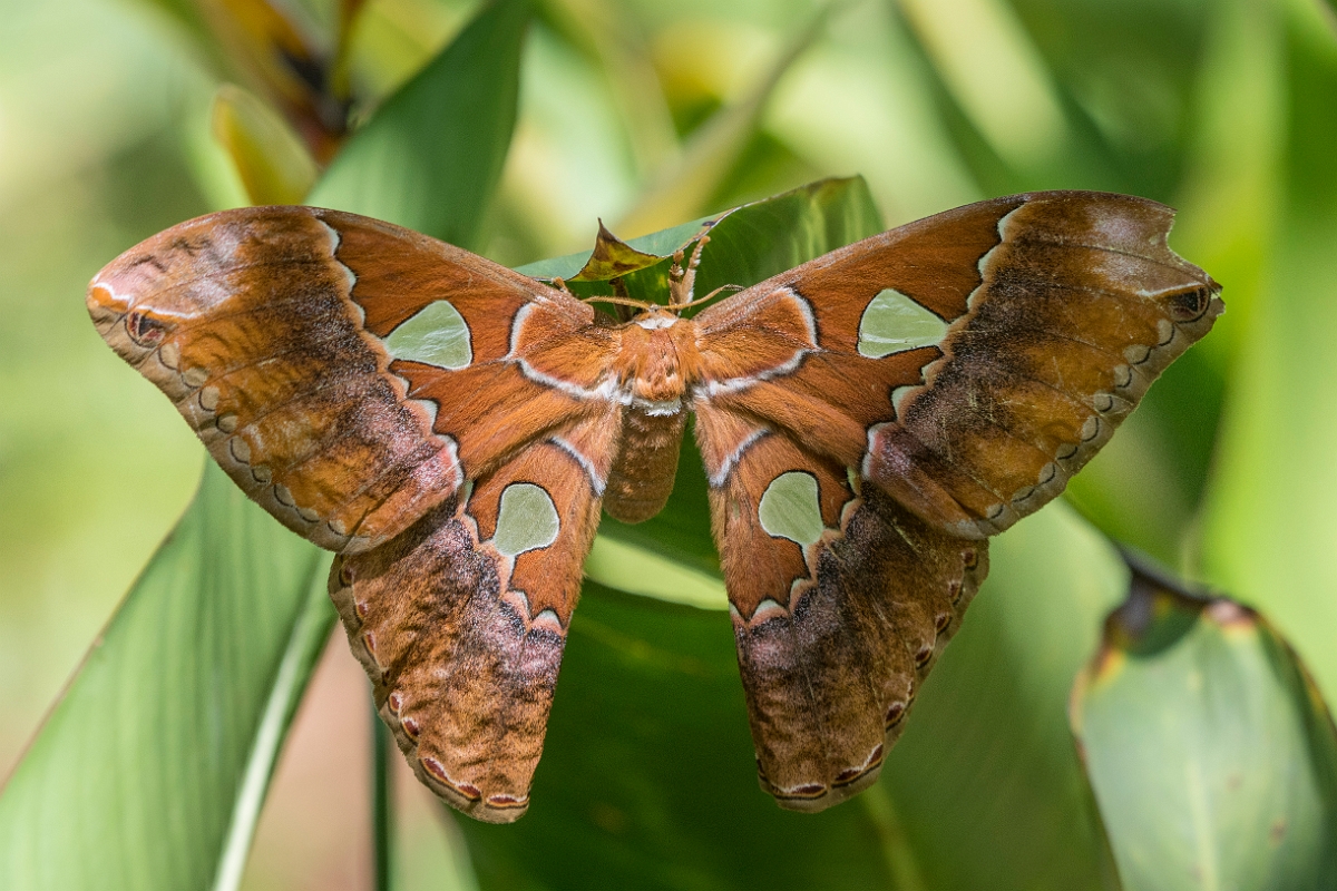 DPPhotography - Costa rica - Rothschildia triloba - B.jpg - Giant silkmoth, Rothschildia triloba - El Remanso, Costa Rica