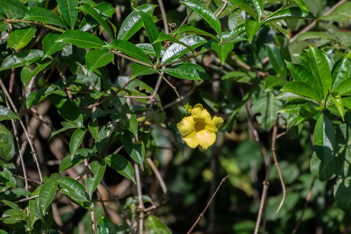 DPPhotography - Costa rica - Allamanda cathartica - A.jpg - Allamanda cathartica - Tortuguero, Costa Rica