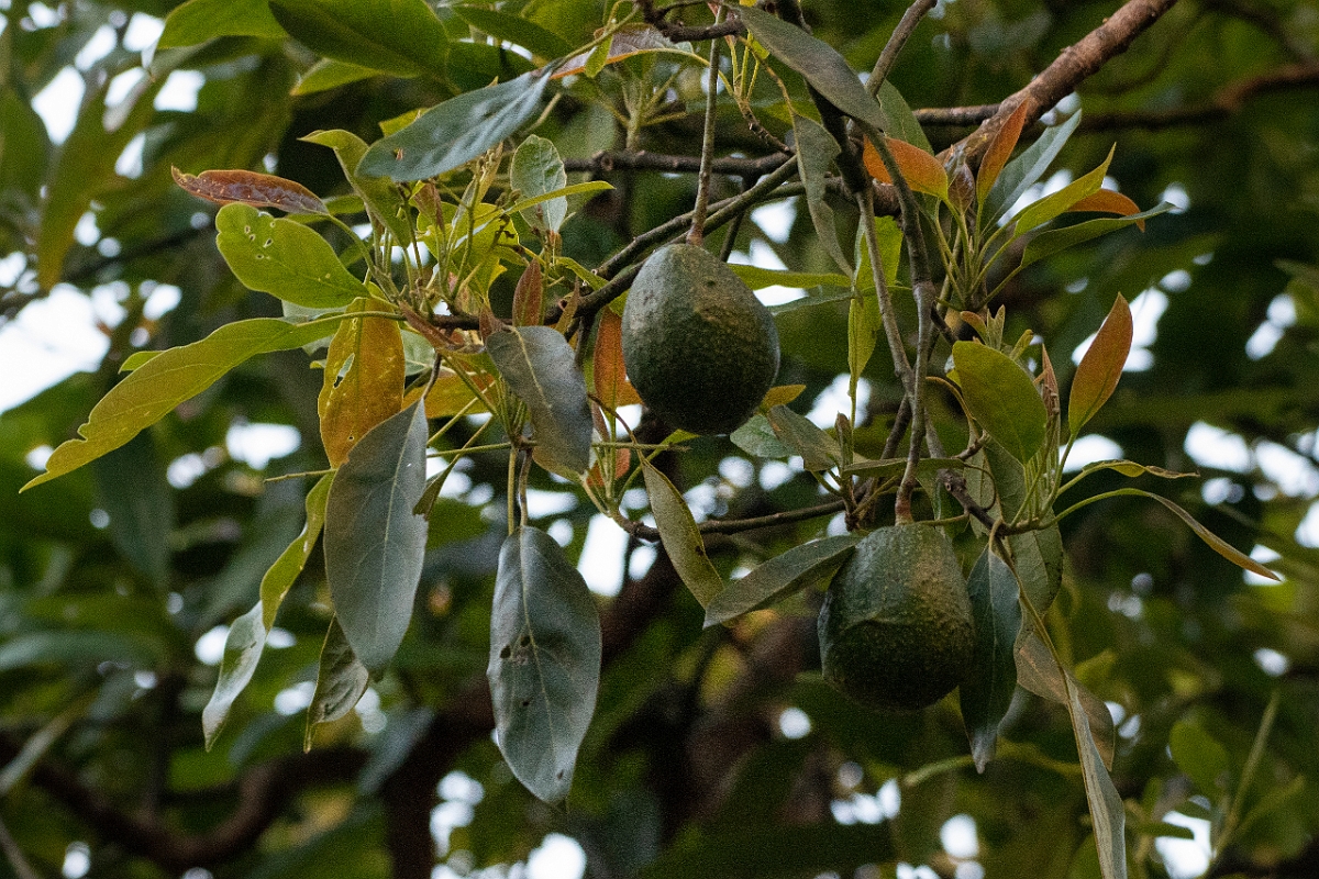 DPPhotography - Costa rica - Avocado - A.jpg - Avocado, Persea americana - San Gerardo de Dota, Costa Rica