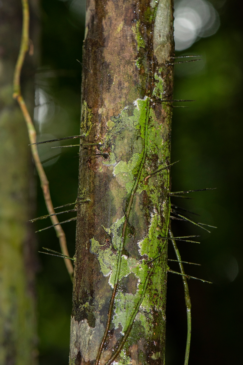 DPPhotography - Costa rica - Bactris species - A.jpg - Bactris species - Tortuguero, Costa Rica