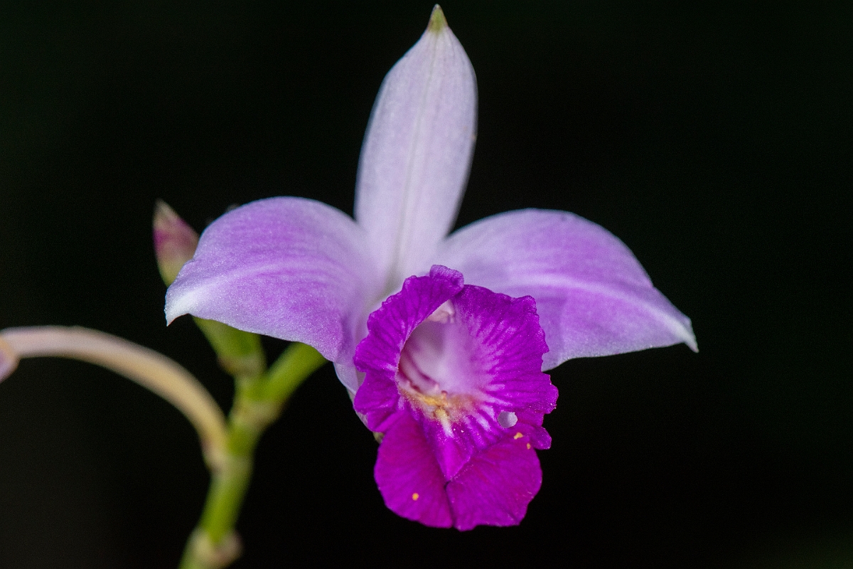 DPPhotography - Costa rica - Bamboo orchid - A.jpg - Bamboo orchid, Arundina graminifolia - Tortuguero, Costa Rica