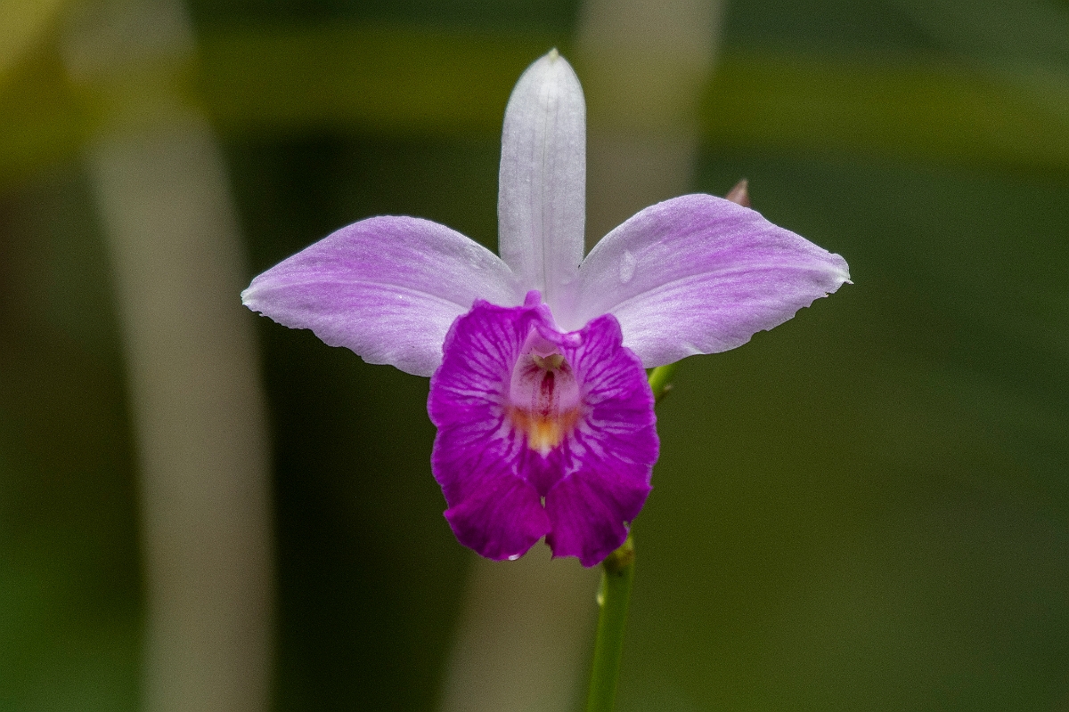 DPPhotography - Costa rica - Bamboo orchid - B.jpg - Bamboo orchid, Arundina graminifolia - Tortuguero, Costa Rica