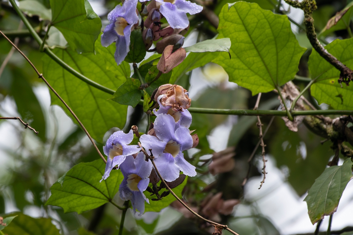 DPPhotography - Costa rica - Blue trumpet vine - A.jpg - Blue trumpet vine, Thunbergia laurifolia - Tortuguero, Costa Rica