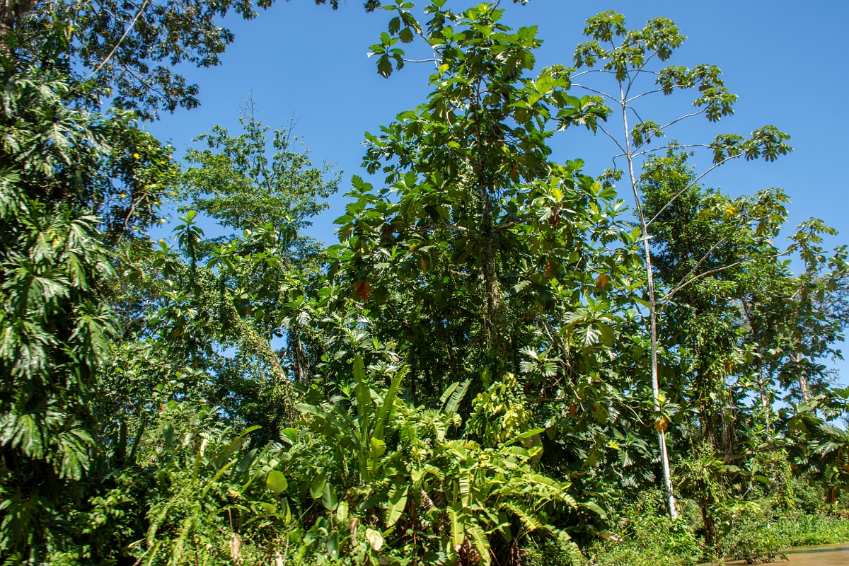 DPPhotography - Costa rica - Breadfruit - A.jpg - Breadfruit, Artocarpus  altilis - Tortuguero, Costa Rica