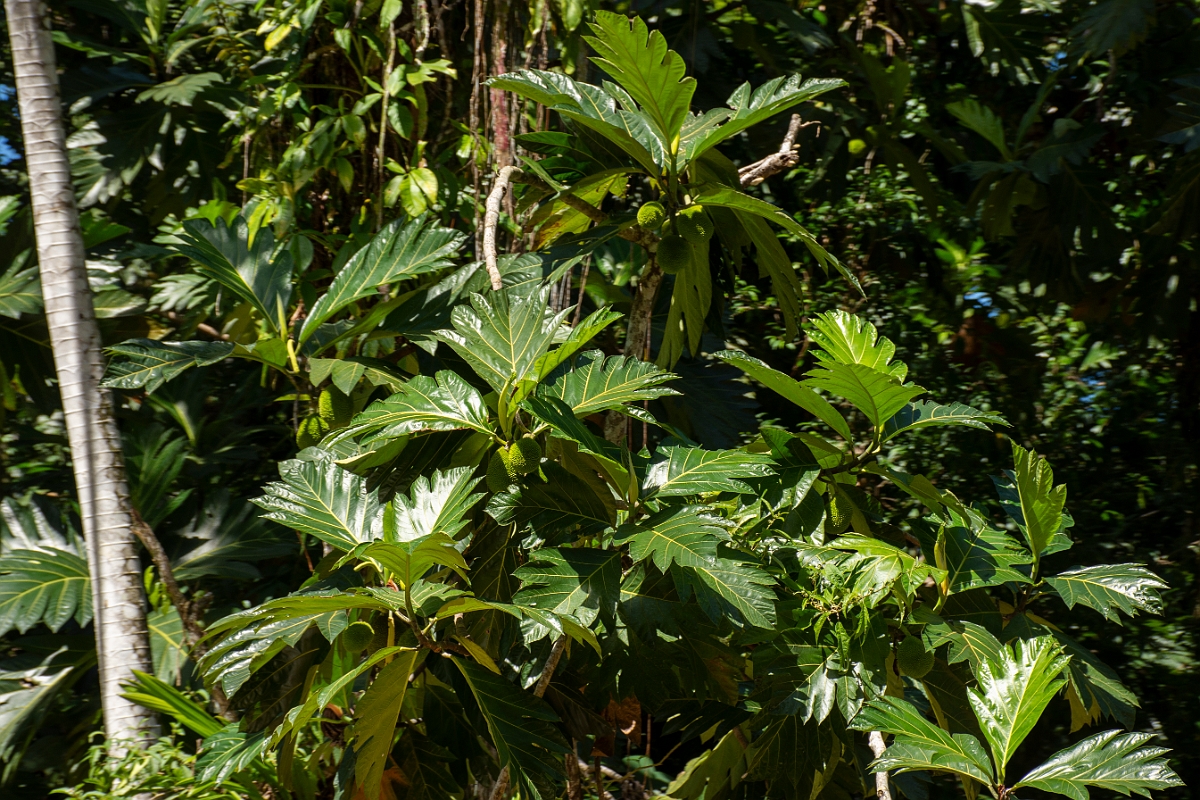 DPPhotography - Costa rica - Breadfruit - B.jpg - Breadfruit, Artocarpus  altilis - Tortuguero, Costa Rica