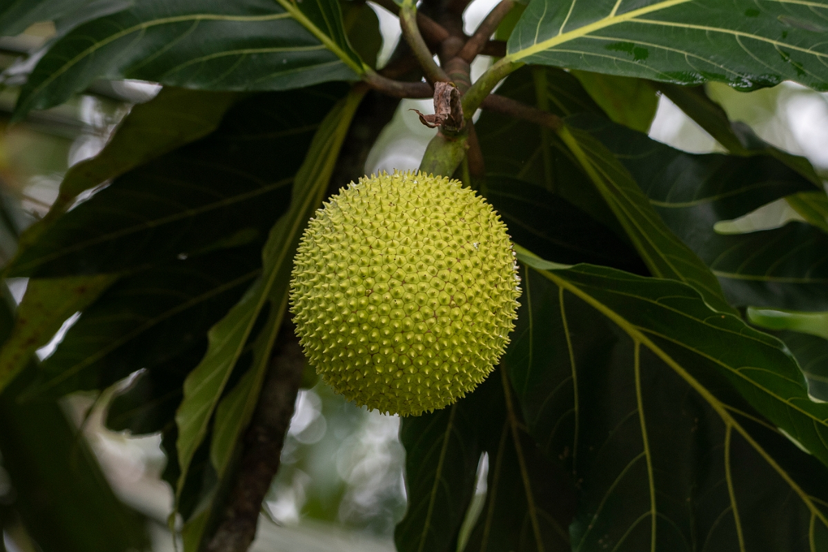 DPPhotography - Costa rica - Breadfruit - C.jpg - Breadfruit, Artocarpus  altilis - Tortuguero, Costa Rica