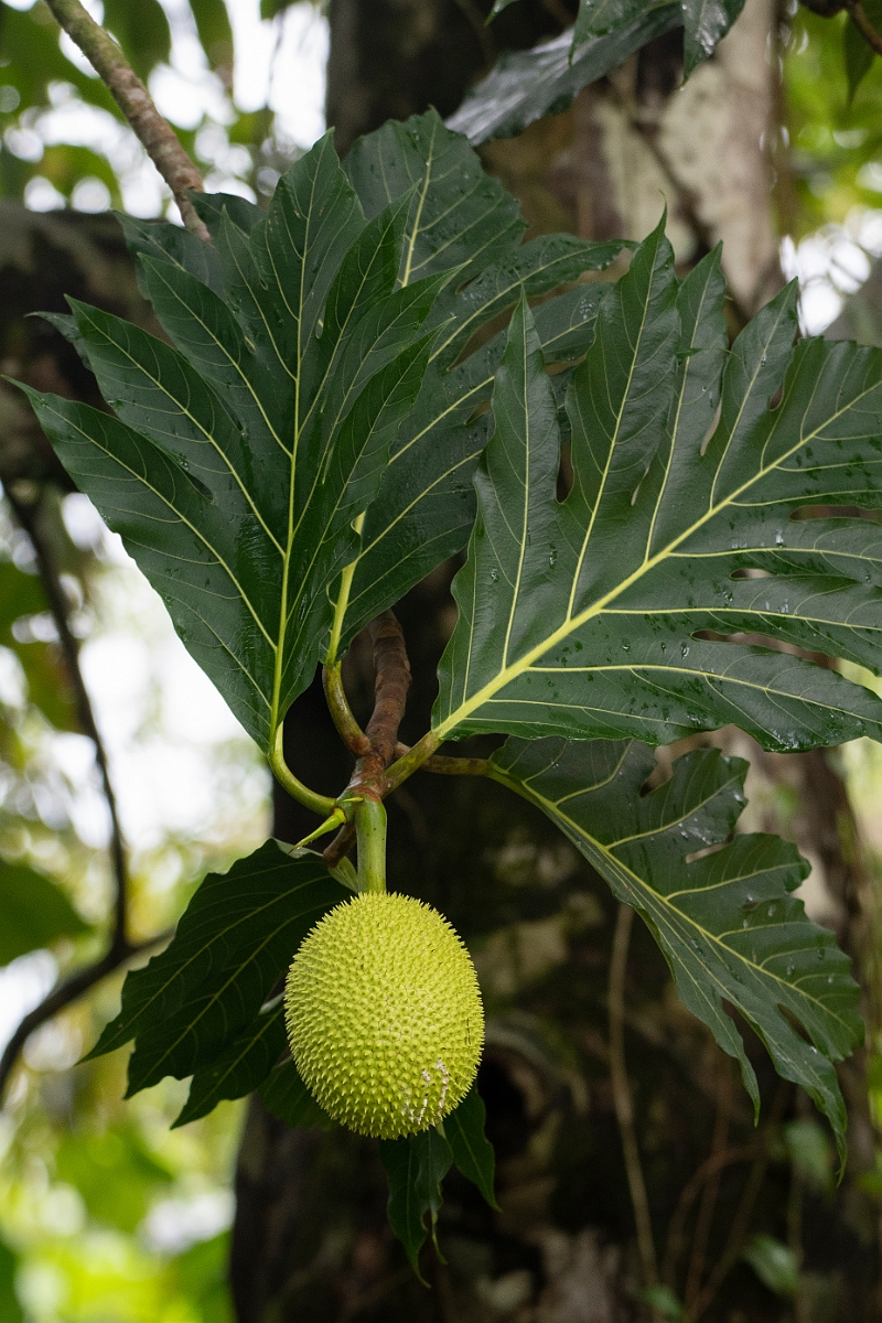 DPPhotography - Costa rica - Breadfruit - D.jpg - Breadfruit, Artocarpus  altilis - Tortuguero, Costa Rica