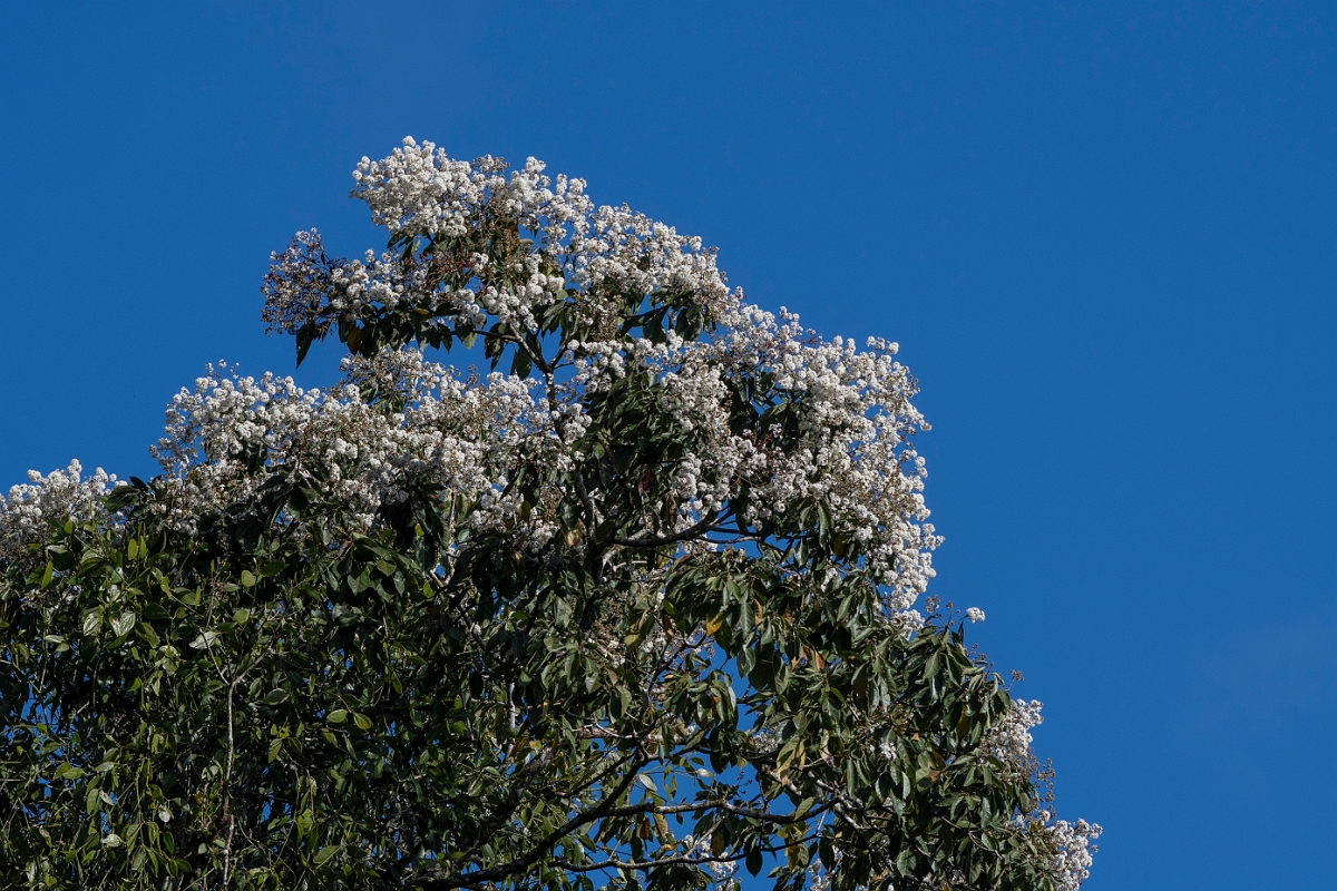 DPPhotography - Costa rica - Cordia alliodora - A.jpg - Cordia alliodora - La Qunita de Sarapiqui, Costa Rica