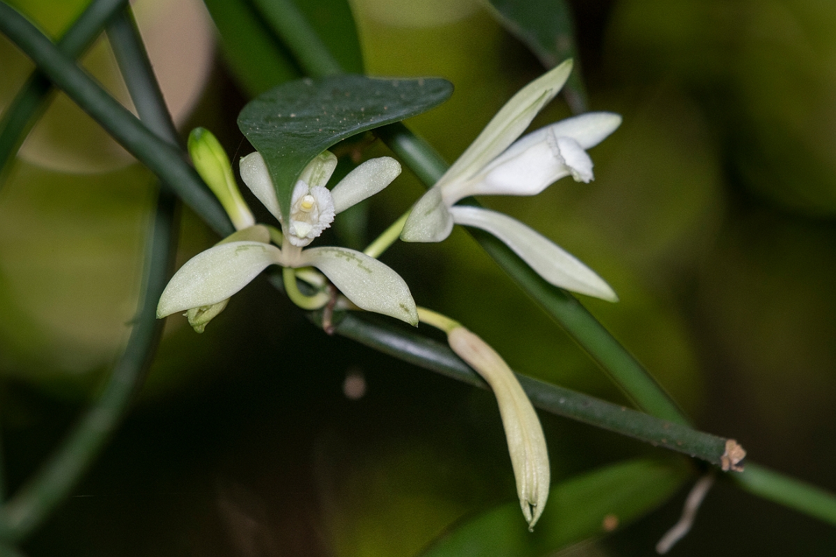 DPPhotography - Costa rica - Flat-leaved vanilla - A.jpg - Flat-leaved vanilla, Vanilla planifolia - El Remanso, Costa Rica
