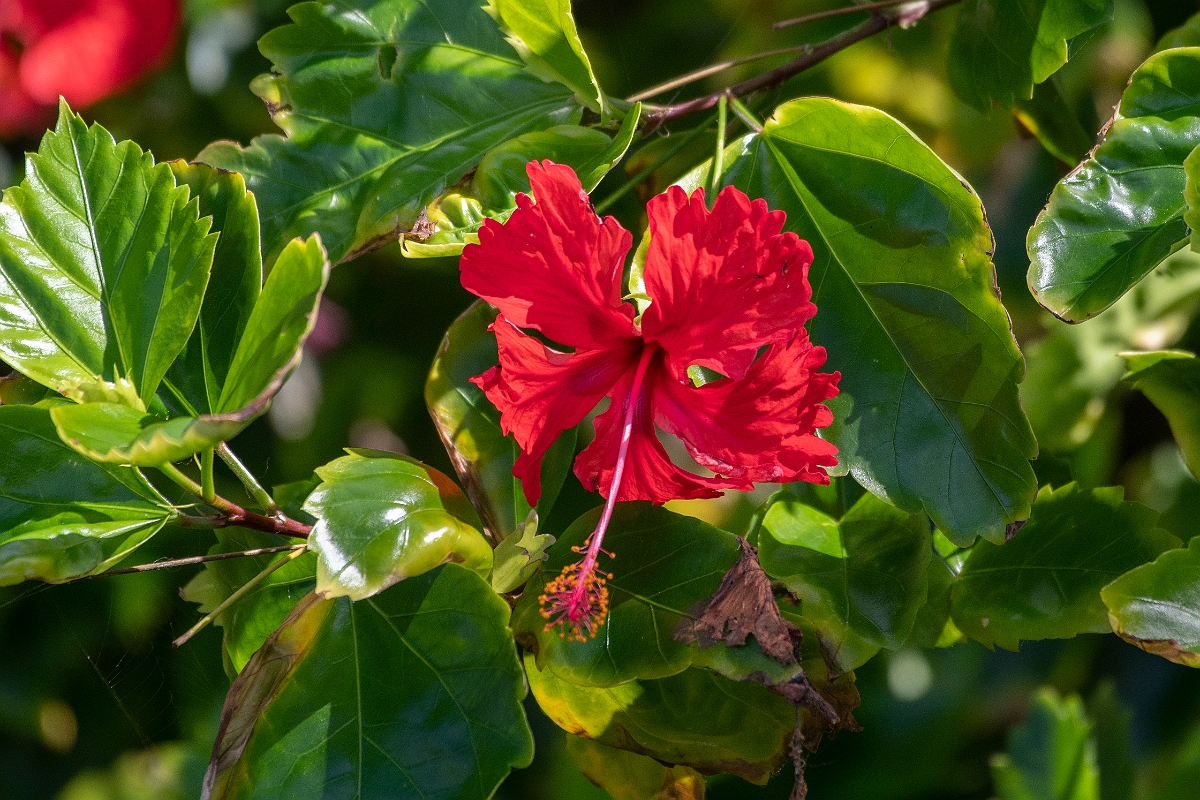 DPPhotography - Costa rica - Hibiscus rosa-sinensis - A.jpg - Hibiscus rosa-sinensis - El Remanso, Costa Rica