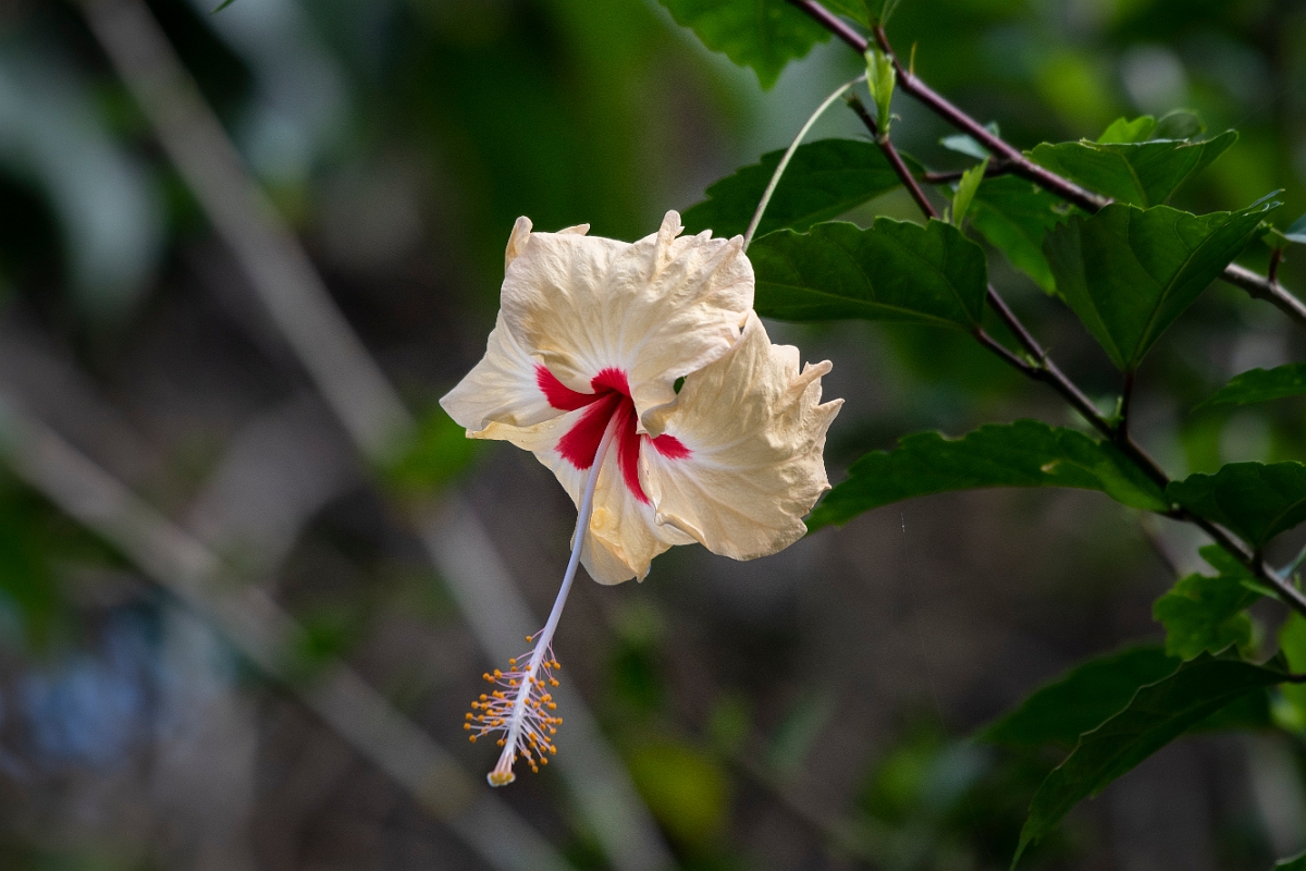 DPPhotography - Costa rica - Hibiscus species - A.jpg - Hibiscus species - Tortuguero, Costa Rica
