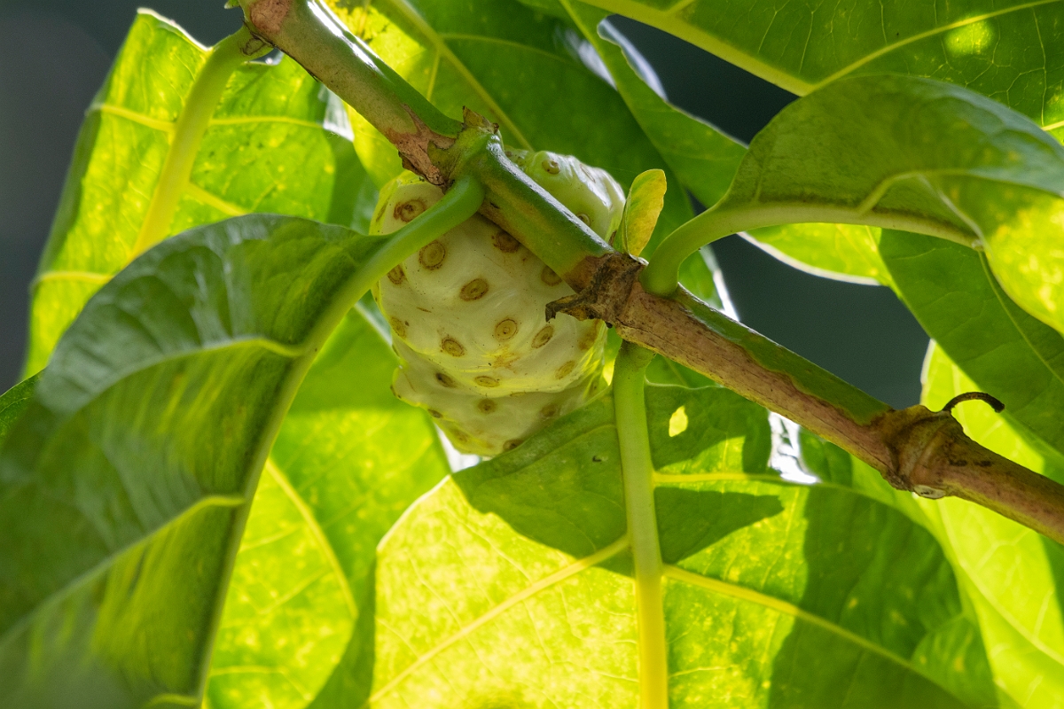 DPPhotography - Costa rica - Indian mulberry - A.jpg - Indian mulberry, Morinda citrifolia - El Remanso, Costa Rica