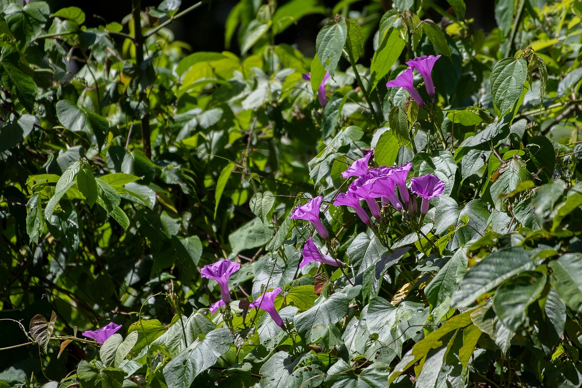 DPPhotography - Costa rica - Ipomoea species - A.jpg - Ipomoea species - Tortuguero, Costa Rica