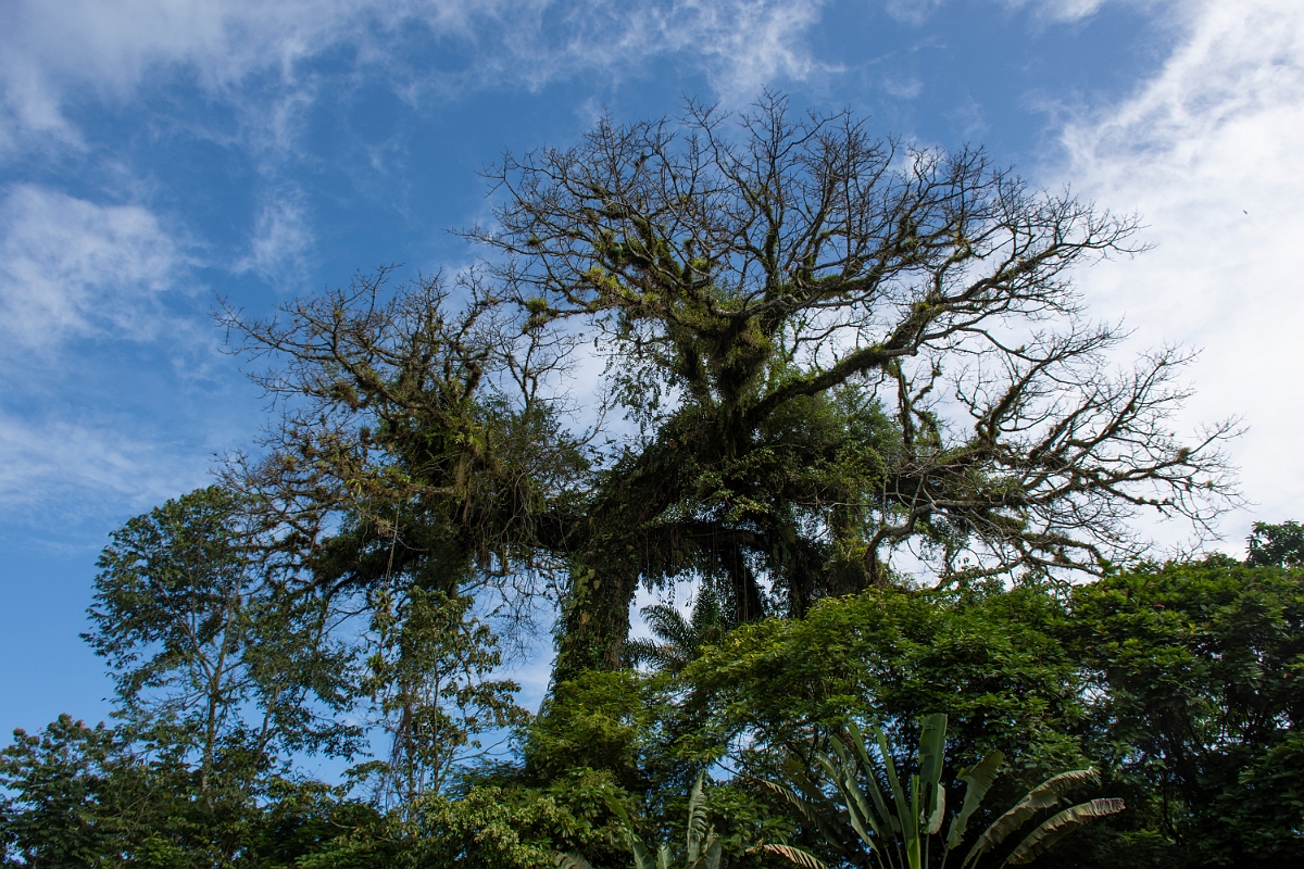 DPPhotography - Costa rica - Kapok tree - A.jpg - Kapok tree, Ceiba pentandra - El Ceibo restaurant, Costa Rica
