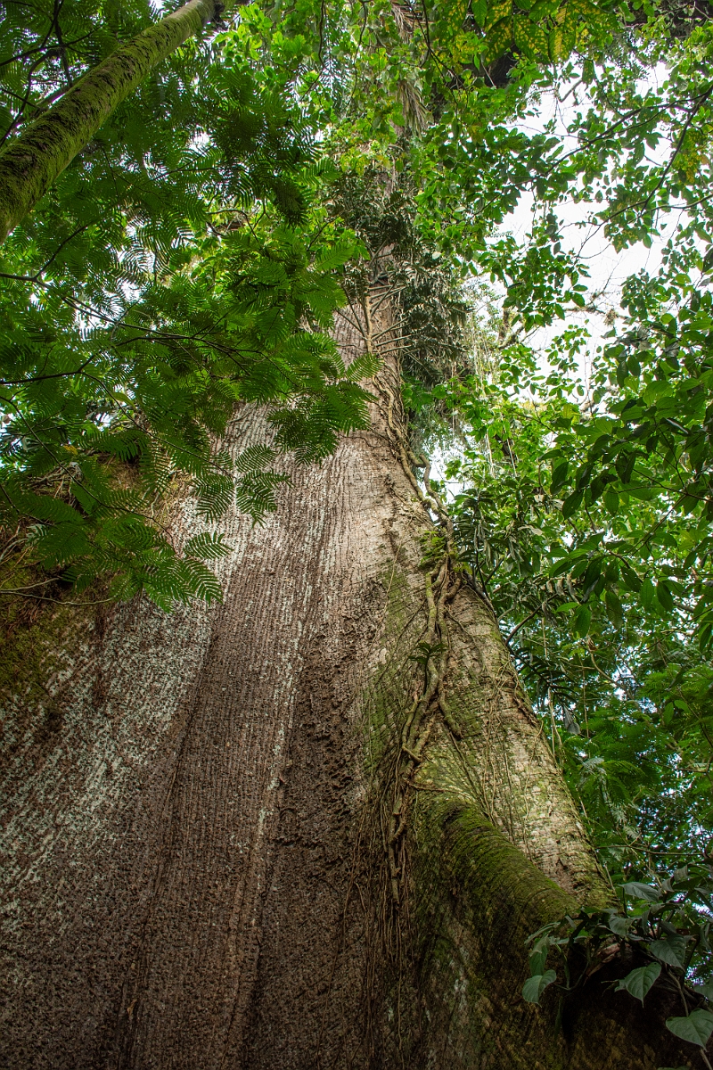 DPPhotography - Costa rica - Kapok tree - B.jpg - Kapok tree, Ceiba pentandra - El Ceibo restaurant, Costa Rica