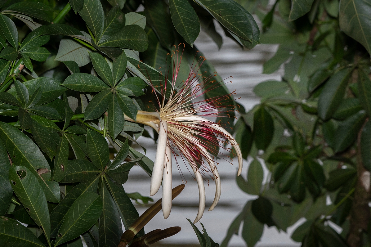 DPPhotography - Costa rica - Malabar chestnut - A.jpg - Malabar chestnut, Pachira aquatica - Tortuguero, Costa Rica