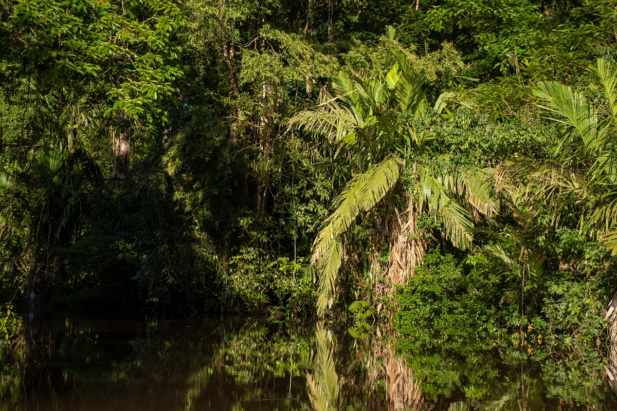 DPPhotography - Costa rica - Manicaria saccifera - A.jpg - Manicaria saccifera - Tortuguero, Costa Rica