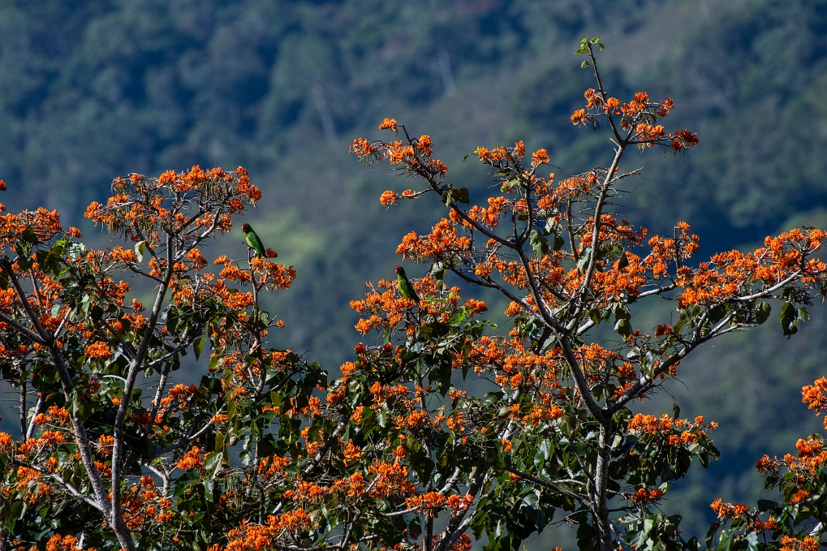 DPPhotography - Costa rica - Orange coral tree - A.jpg - Orange coral tree, Erythrina poeppigiana - Rancho Naturalista, Costa Rica