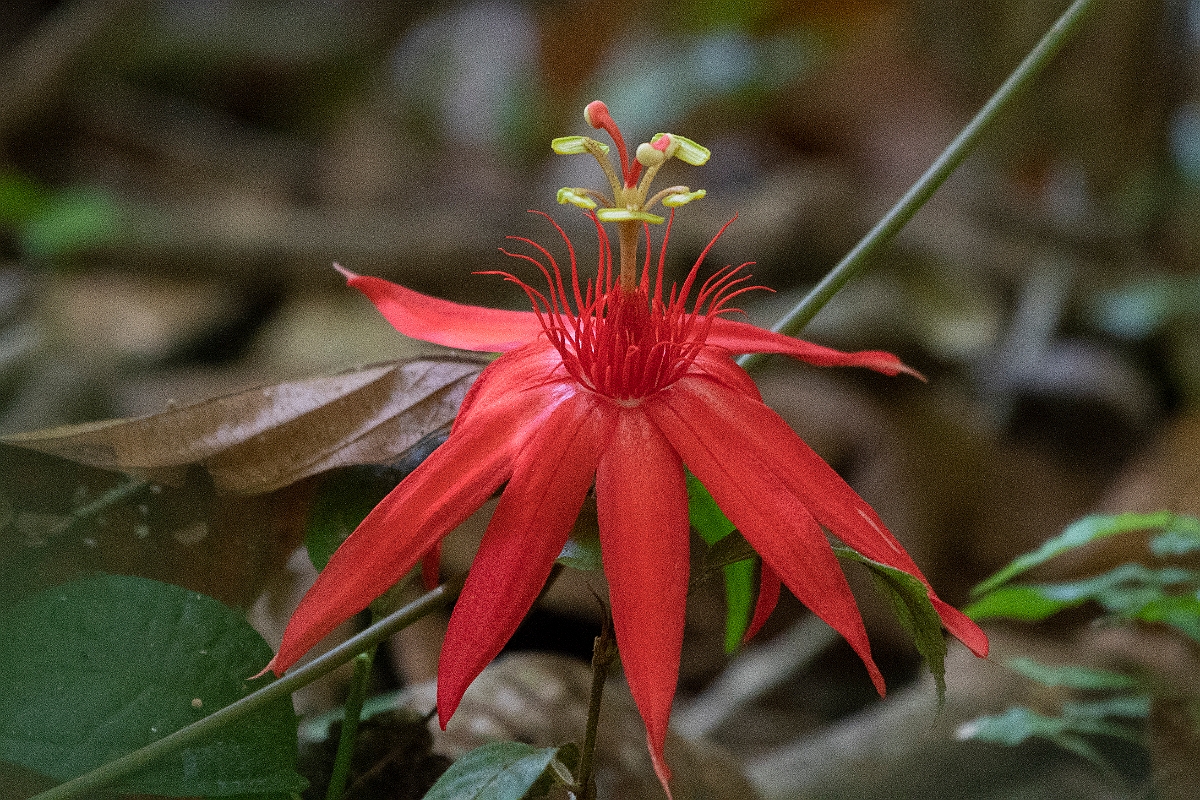 DPPhotography - Costa rica - Passiflora species - A.jpg - Passiflora species - El Remanso, Costa Rica