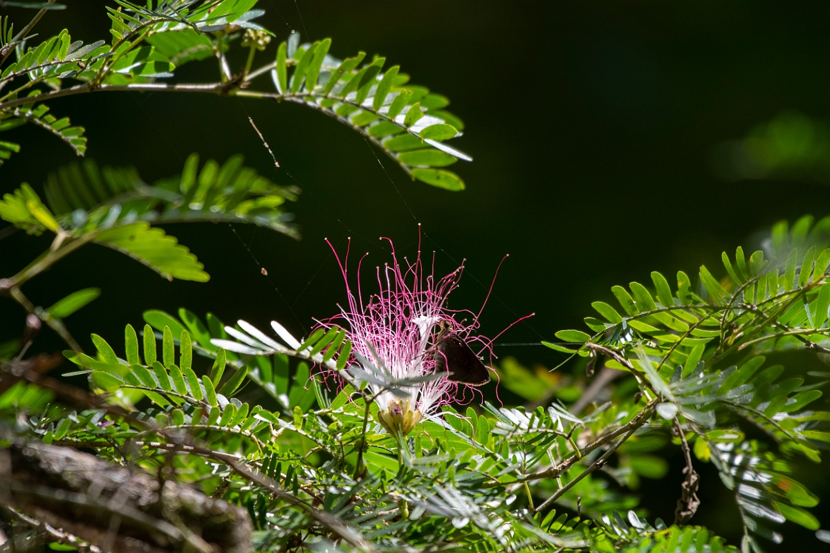 DPPhotography - Costa rica - Raintree - A.jpg - Raintree, Albizia saman - El Remanso, Costa Rica