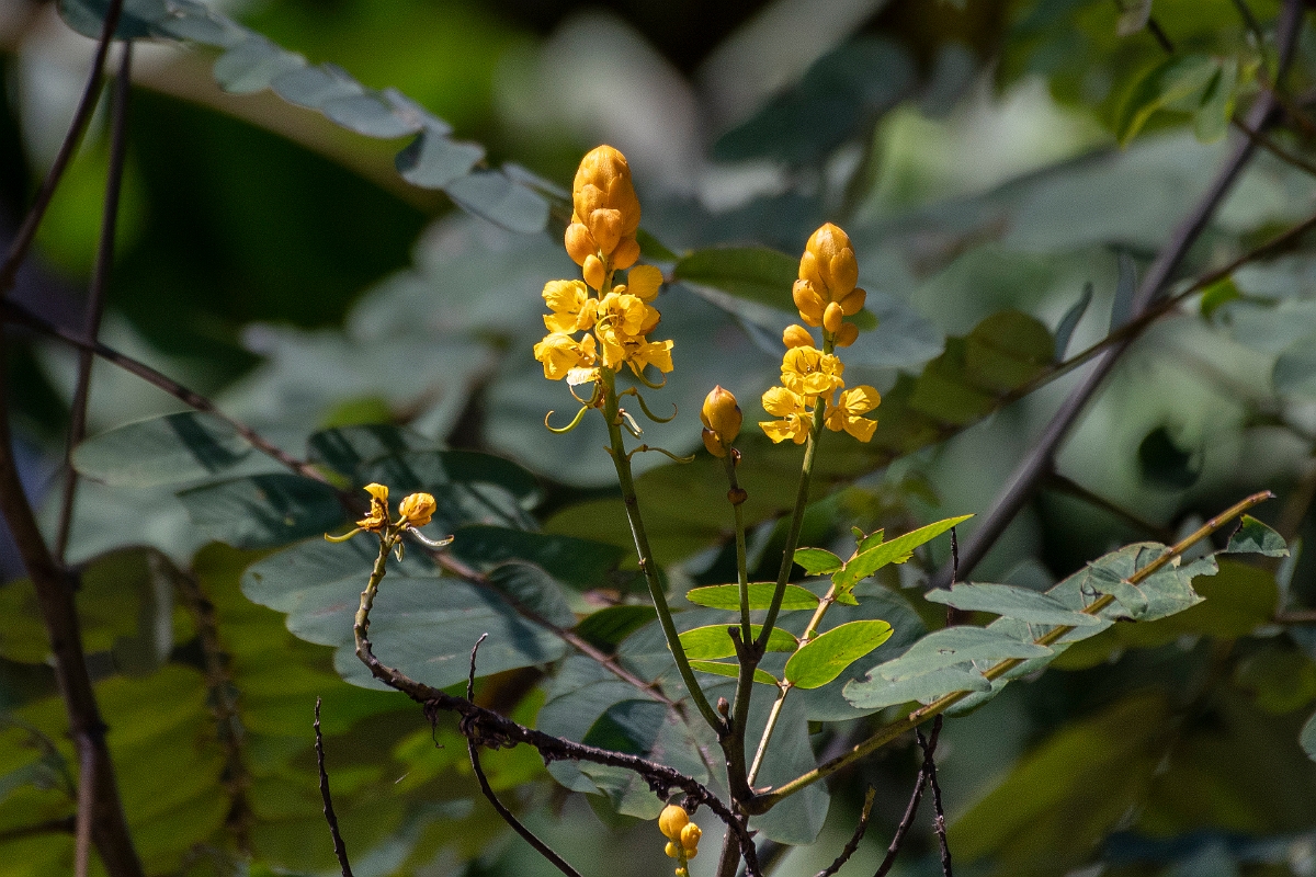 DPPhotography - Costa rica - Senna reticulata - A.jpg - Senna reticulata - Tortuguero, Costa Rica