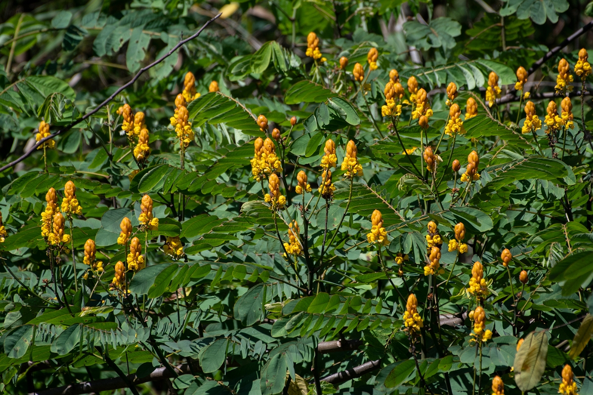DPPhotography - Costa rica - Senna reticulata - B.jpg - Senna reticulata - Tortuguero, Costa Rica