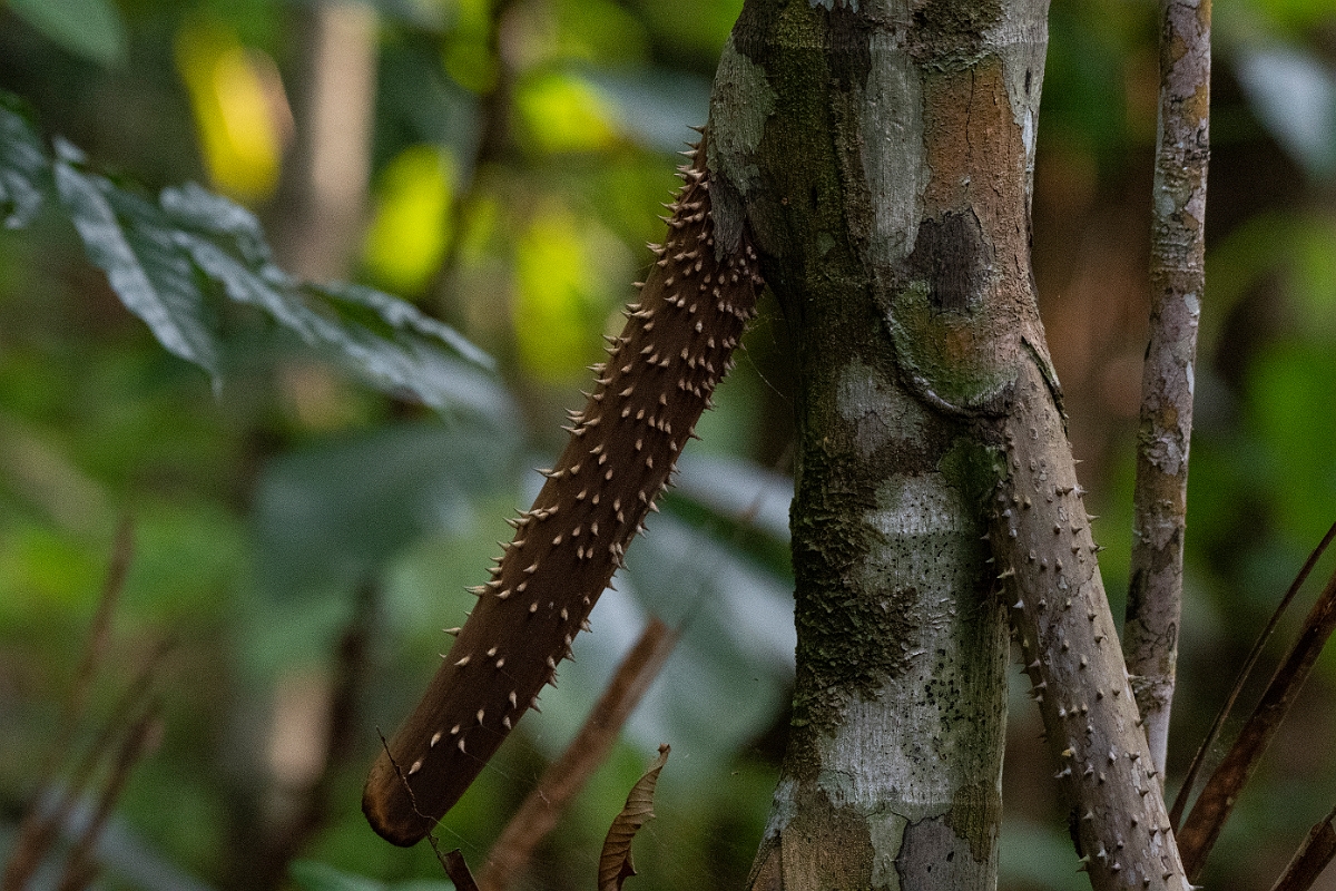 DPPhotography - Costa rica - Walking palm - A.jpg - Walking palm, Socratea exorrhiza - El Remanso, Costa Rica