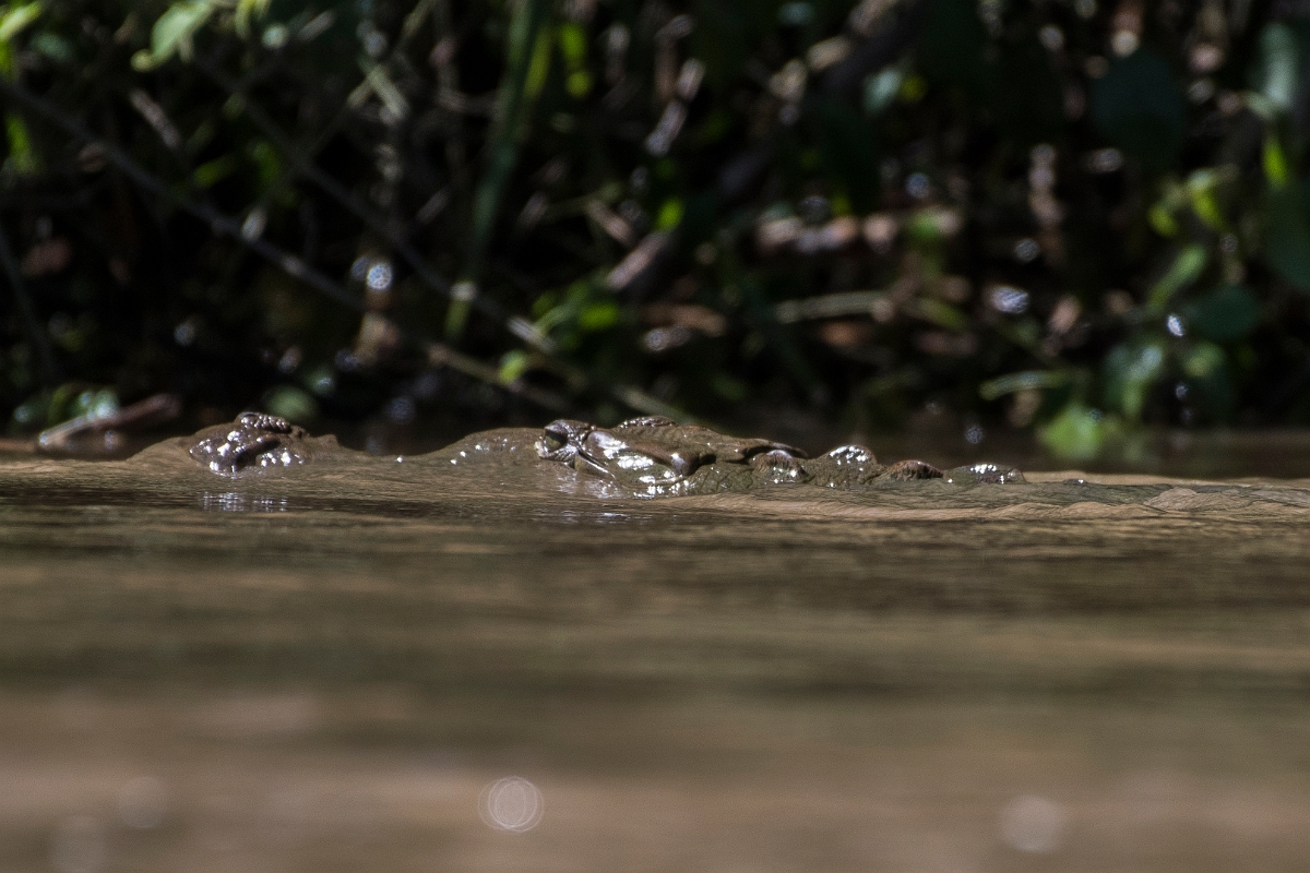 DPPhotography - Costa rica - American crocodile - A.jpg - American crocodile - Tortuguero, Costa Rica