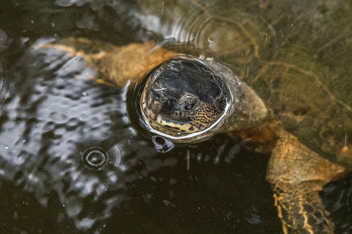 DPPhotography - Costa rica - Black river-turtle - A.jpg - Black river-turtle - Tortuguero, Costa Rica