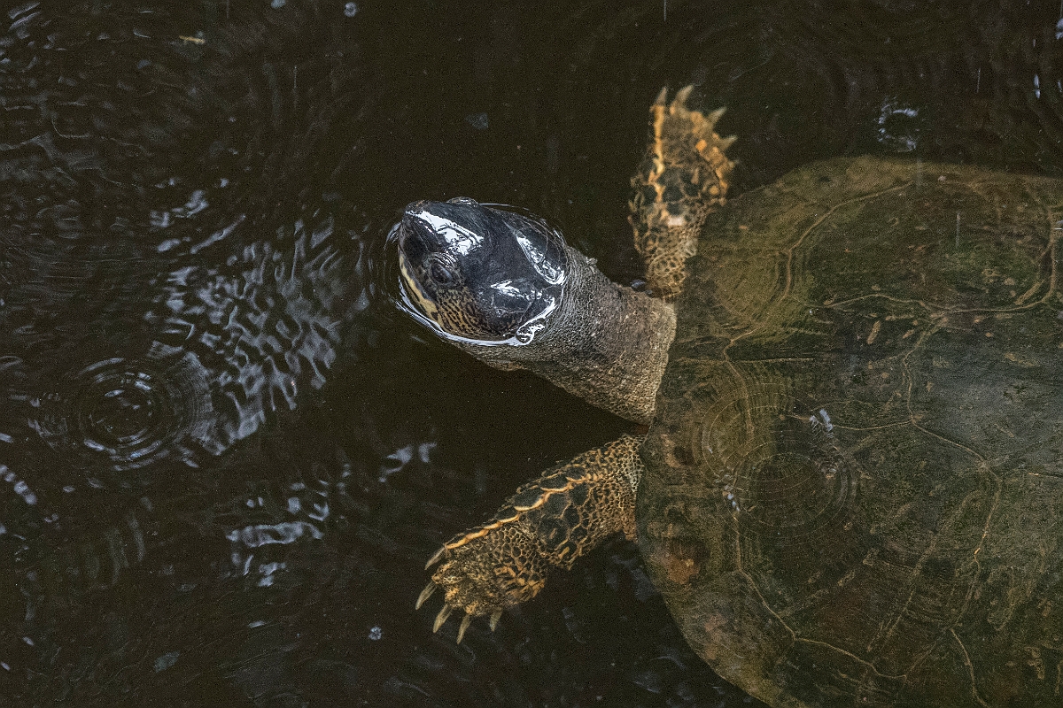 DPPhotography - Costa rica - Black river-turtle - B.jpg - Black river-turtle - Tortuguero, Costa Rica