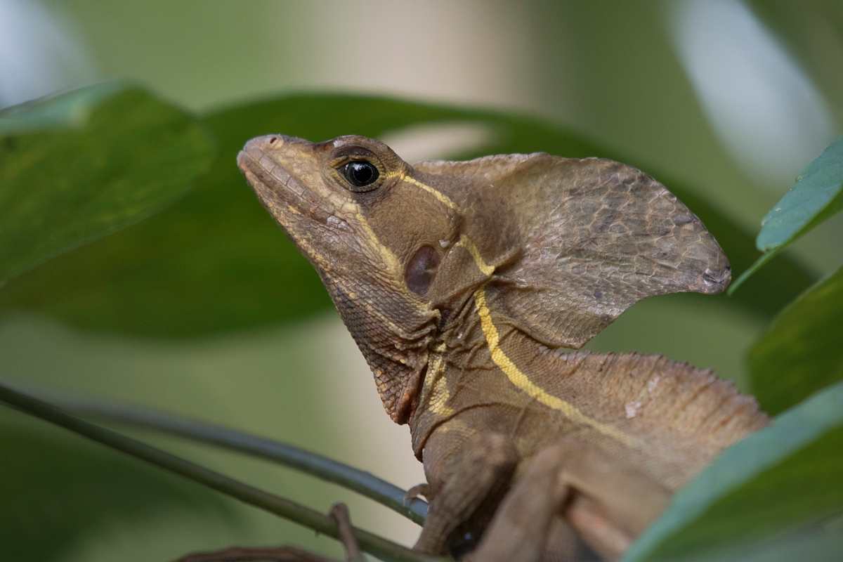 DPPhotography - Costa rica - Brown basilisk - A.jpg - Brown basilisk - La Qunita de Sarapiqui, Costa Rica