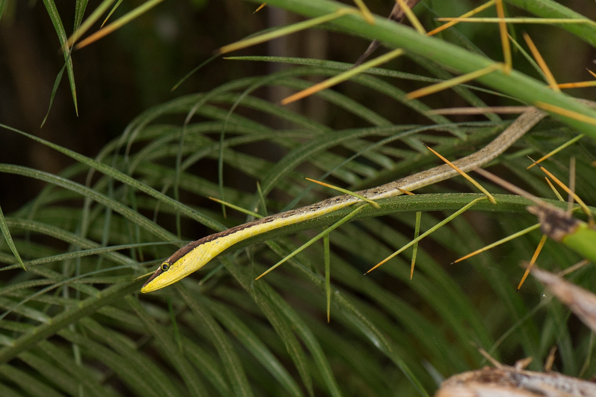 DPPhotography - Costa rica - Brown vine snake - B.jpg - Brown vine snake - Tortuguero, Costa Rica